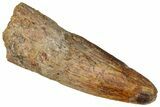 Fossil Spinosaurus Tooth - Real Dinosaur Tooth #360119-1